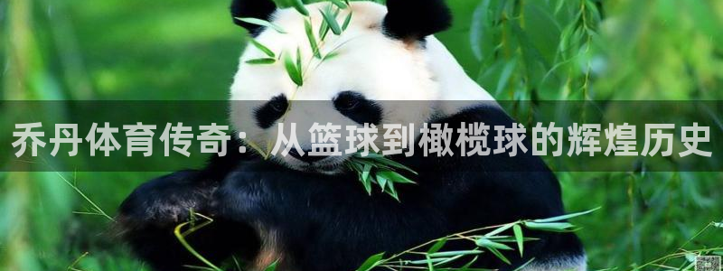 绿茵足球直播免费观看：乔丹体育传奇：从篮球到橄榄球的辉煌历史